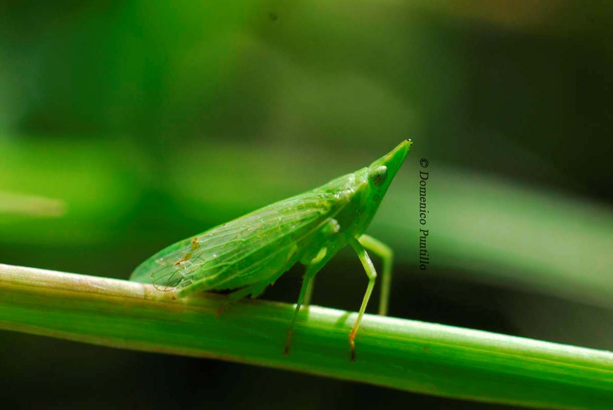 Dictyophara europaea